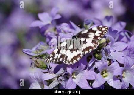 Schmetterling im Garten. Stockfoto