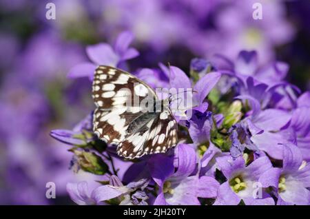 Schmetterling im Garten. Stockfoto