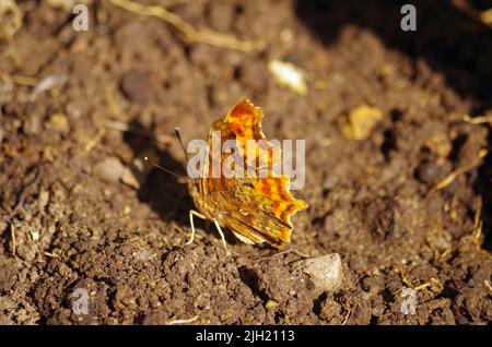 Nymphalis C-Album. Stockfoto