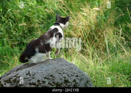 Eine gefleckte schwarz-weiße Katze auf der Jagd posiert auf einer Wiese. Das Tier sitzt auf einem grauen Stein, der sich zwischen wilden Grasstämmen befindet. Der Lebensstil Stockfoto