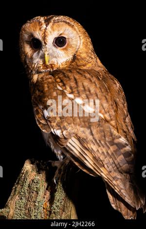 Tawny Owl Nachtportrait Stockfoto