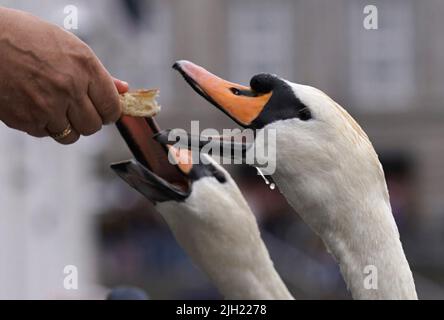 Hamburg, Deutschland. 14.. Juli 2022. Ein Passant füttert die Alsterschwäne auf der Kleinen Alster. Kredit: Marcus Brandt/dpa/Alamy Live Nachrichten Stockfoto