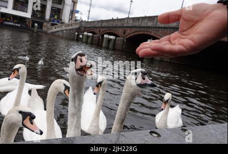 Hamburg, Deutschland. 14.. Juli 2022. Ein Passant füttert die Alsterschwäne auf der Kleinen Alster. Quelle: Julian Weber/dpa/Alamy Live News Stockfoto