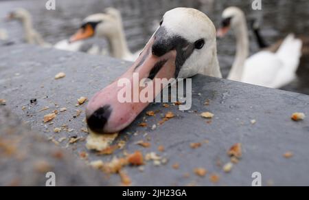 Hamburg, Deutschland. 14.. Juli 2022. Die Alster-Schwäne auf der Kleinen Alster holen sich Nahrung von Passanten. Kredit: Marcus Brandt/dpa/Alamy Live Nachrichten Stockfoto