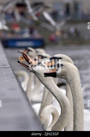 Hamburg, Deutschland. 14.. Juli 2022. Die Alster-Schwäne auf der Kleinen Alster holen sich Nahrung von Passanten. Quelle: Julian Weber/dpa/Alamy Live News Stockfoto