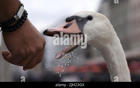 Hamburg, Deutschland. 14.. Juli 2022. Ein Passant füttert einen Schwan auf der Kleinen Alster. Kredit: Marcus Brandt/dpa/Alamy Live Nachrichten Stockfoto