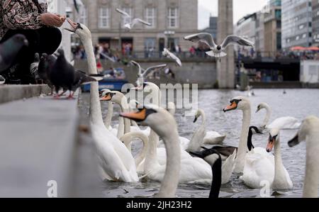 Hamburg, Deutschland. 14.. Juli 2022. Passanten füttern Alsterschwäne und Möwen auf der Kleinen Alster. Kredit: Marcus Brandt/dpa/Alamy Live Nachrichten Stockfoto