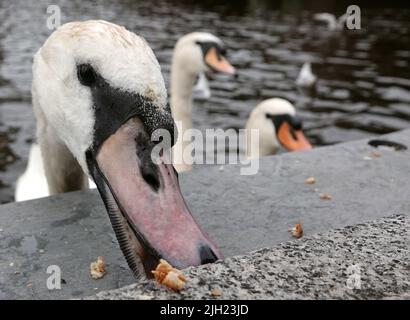 Hamburg, Deutschland. 14.. Juli 2022. Die Alster-Schwäne auf der Kleinen Alster holen sich Nahrung von Passanten. Quelle: Julian Weber/dpa/Alamy Live News Stockfoto