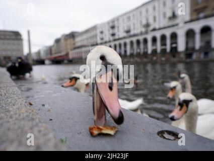 Hamburg, Deutschland. 14.. Juli 2022. Die Alster-Schwäne auf der Kleinen Alster holen sich Nahrung von Passanten. Kredit: Marcus Brandt/dpa/Alamy Live Nachrichten Stockfoto