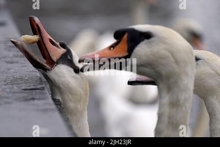 Hamburg, Deutschland. 14.. Juli 2022. Die Alster-Schwäne auf der Kleinen Alster holen sich Nahrung von Passanten. Kredit: Marcus Brandt/dpa/Alamy Live Nachrichten Stockfoto