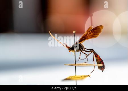 Geflemmte Ichneumonwespe in einer Entomologie-Insektensammlung Stockfoto