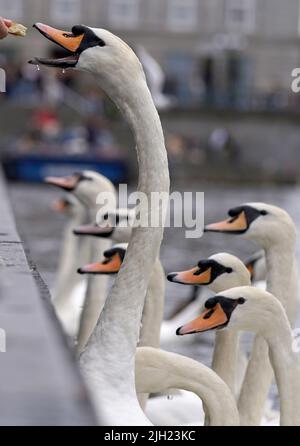 Hamburg, Deutschland. 14.. Juli 2022. Die Alster-Schwäne auf der Kleinen Alster holen sich Nahrung von Passanten. Kredit: Marcus Brandt/dpa/Alamy Live Nachrichten Stockfoto