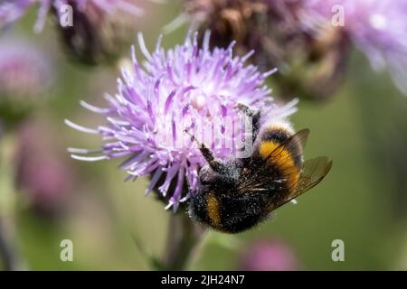 Ein europäischer Dunkel war auf einer Blume, lateinischer Name APIs mellifera mellifera Stockfoto