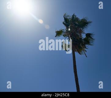 Palmen, Sonnenstrahl gegen blauen Himmel im Sommer Stockfoto