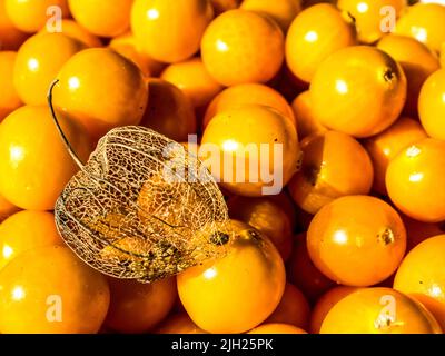 Eine ausgetrocknete Stachelbeerschale, gegen die leuchtend orange Stachelbeerfrucht Stockfoto