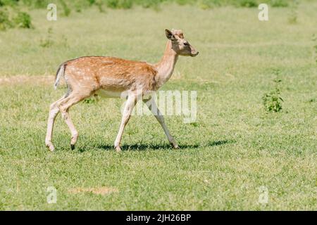 Ein junger gefleckter Weißschwanzhirsch geht im Sommer durch ein Feld. Hochwertige Fotos Stockfoto