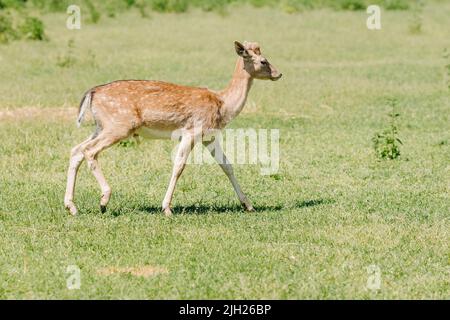 Ein junger gefleckter Weißschwanzhirsch spaziert im Sommer durch ein Feld Stockfoto