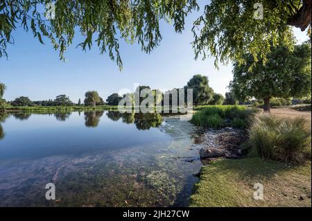 Heron Teich unter Weidenbaum im buschigen Park Surrey Stockfoto