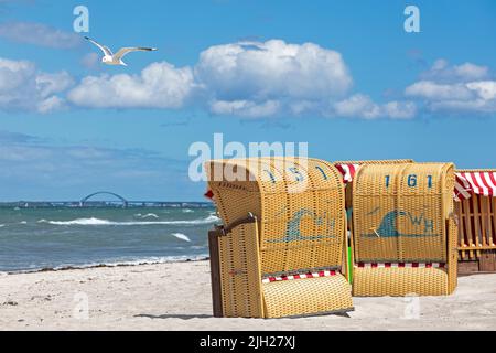 Strandliegen, fliegende europäische Heringsmöwe (Larus argentatus), Fehmarsundbrücke, Steinwarder-Halbinsel, Heiligenhafen, Schleswig-Holstein, Deutschland Stockfoto