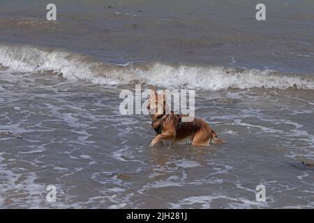 Hund mit Spaß im Meer, Heiligenhafen, Schleswig-Holstein, Deutschland Stockfoto