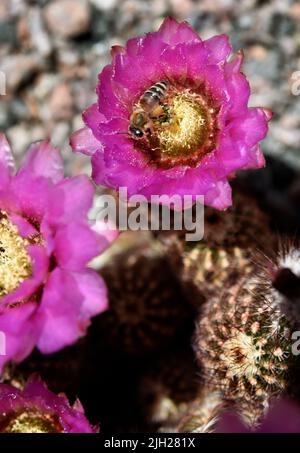 Eine westliche Honigbiene (APIs Mellifera) ernährt sich von einem blühenden Igelkaktus (Echinocereus fendleri) in Santa Fe, New Mexico. Stockfoto