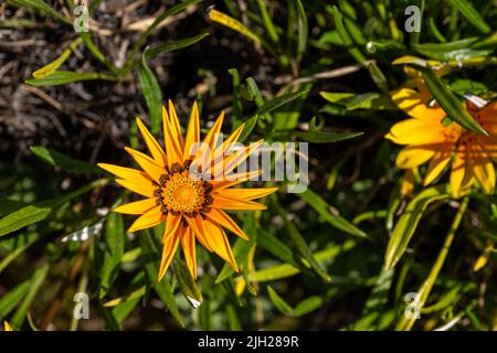 Afrikanische Gänseblümchen oder Schatzblumen. Hellgelb und orange Gazania rigens krautige Pflanze der Familie der Asteraceae in voller Blüte im Sommer. Stockfoto