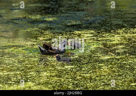 Neugeborenes Baby Eurasisch, oder gemeiner Coot Fulica atra Schwimmen auf einem Teich in Großbritannien Stockfoto