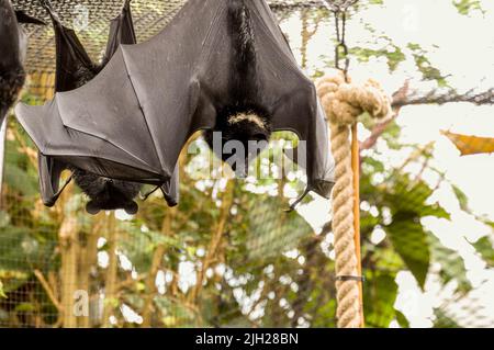 Eine Fruchtfledermaus von Livingstone, Pteropus livingstonii, wird auch als Komoro-Flughund im Zoo von Jersey bezeichnet. Die Insel ist auf den indischen Inseln Anjouan und Moheli beheimatet Stockfoto