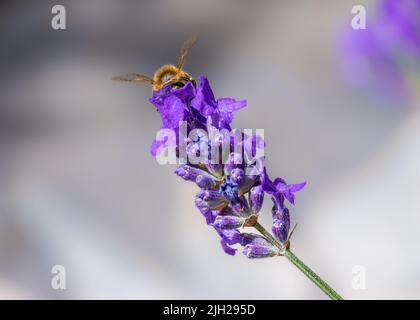 Biene auf Lavendel Stockfoto