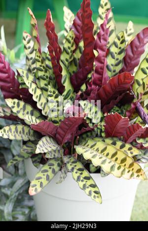 Tropische Calathea lancifolia Zimmerpflanze, Rattlesnake Pflanze genannt. Stockfoto