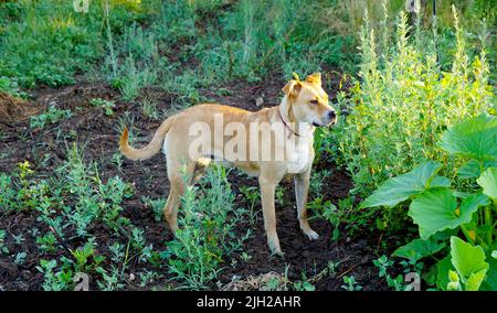 Porträt eines Hundes, Mischlingsjunge amerikanische Staffordshire Terrier in der Natur. Stockfoto