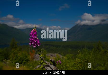 Foxglove in den Lake Cushman Olympic Mountains Stockfoto