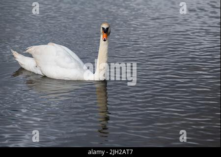 Anmutiger weißer Schwan, der auf einem schimmernden Fluss schwimmend ist Stockfoto