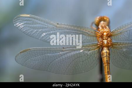 Nahaufnahme und Detailaufnahme einer Libelle der Gattung 'Blue Arrows' (Orthetrum), aufgenommen von oben. Sie können die Flügel im Detail sehen und einen Teil von t Stockfoto