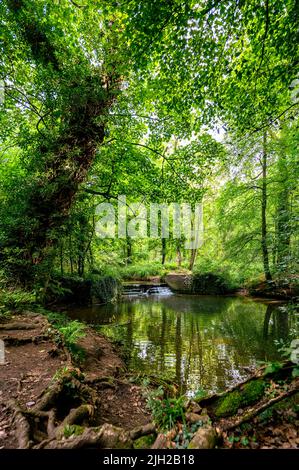 Fluss durch einen Wald im Coombe Abbey Park Stockfoto