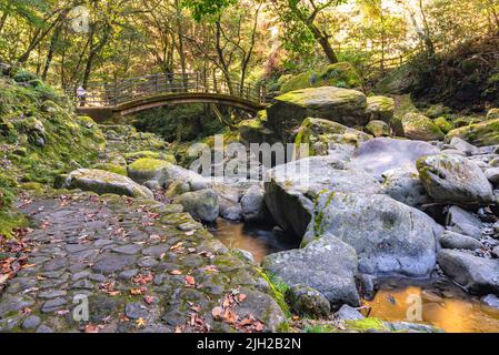 kyushu, japan - dezember 10 2021: Große, mit Moos bewachsene Felsen im Sakai-Fluss, die unterhalb der Todoroki-Brücke von Isahaya, umgeben von Wald, vorbeiführen Stockfoto