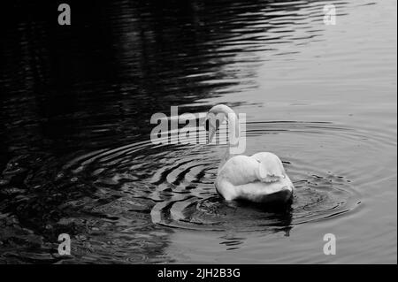 Schwarz-Weiß-Foto des schönen eleganten Erwachsenen Schwan Schwimmen auf See Stockfoto