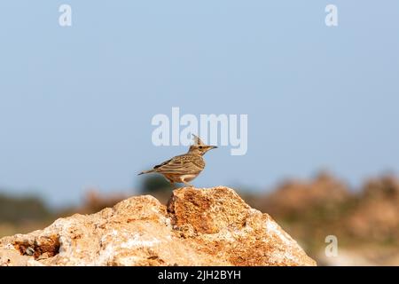 Männlicher ausgeruhter Lark im Busch. Kopierraum. Stockfoto