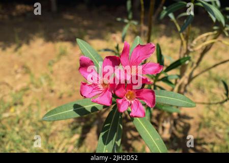 Schöne Kaner Pflanze oder Nerium Oleander blühende Pflanze. Pink kaner blüht im Sommer bei vollem Sonnenlicht. Oleander Pflanze wächst Laub in Haus Garde Stockfoto