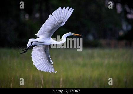 Ein Silberreiher fliegt in einem Sumpfgebiet in der Nähe von Charleston, SC. Stockfoto