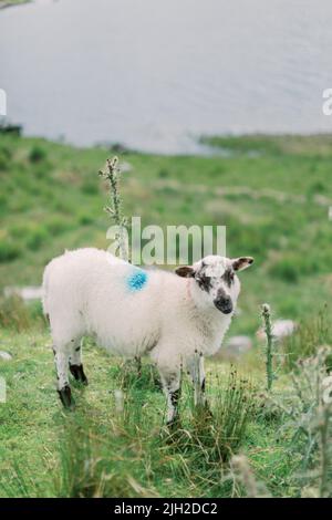 Porträt eines schottischen Schwarzgesichts-Lammes im Tal in Connemara Irland Stockfoto