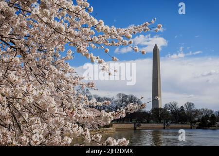 Frühlingskirschen blühen entlang des Tidal Basin in Washington, DC. Stockfoto