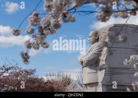 Frühlingskirschen blühen am MLK Memorial in Washington, DC. Stockfoto