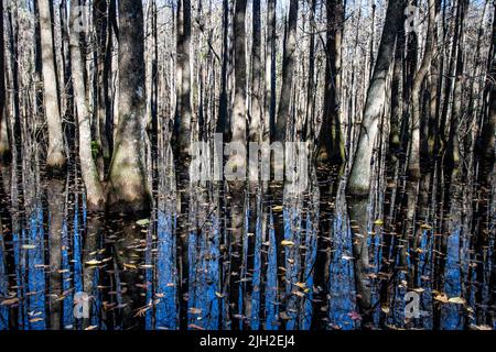 Geschützte Feuchtgebiete in South Carolina Stockfoto