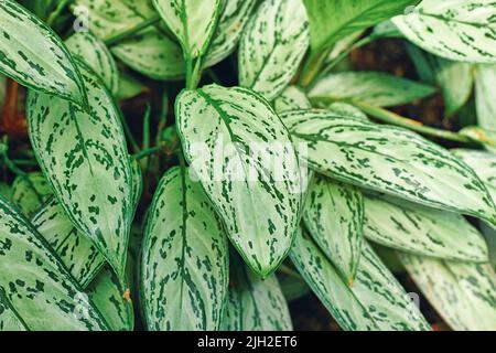 Blätter der tropischen Pflanze 'Aglaonema Commutatum Silver Queen' mit schönen Silbermarkierungen Stockfoto