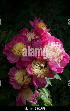 Strauß wunderschöner pinkfarbener Pfingstrosen mit Licht und Schatten. Stockfoto