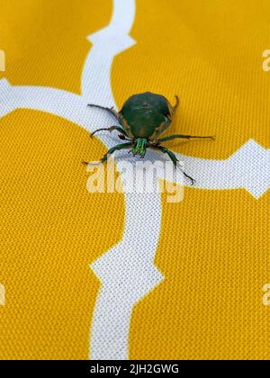 California Figeater Beetle Stockfoto