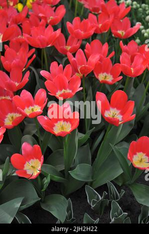 Im März blühen die pinkfarbenen und weißen Tulpen (Tulipa) auf dem Pink Trail in einem Garten Stockfoto