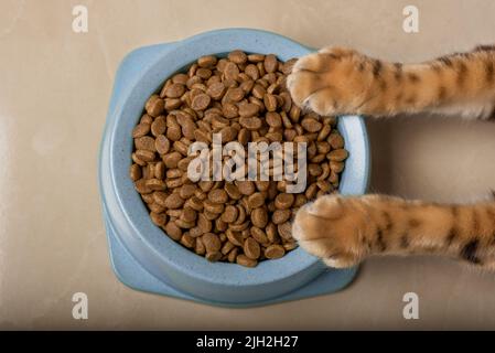 Eine Schüssel mit leckerem Trockenfutter in Katzenpfoten. Draufsicht. Stockfoto