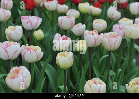 Pink und Weiß Doppelte späte Tulpen (Tulipa) Pioen Rose blühen im März in einem Garten Stockfoto